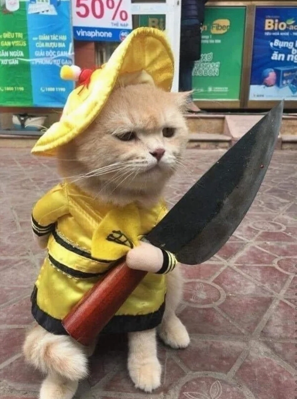 ảnh con mèo cầm dao meme dễ thương