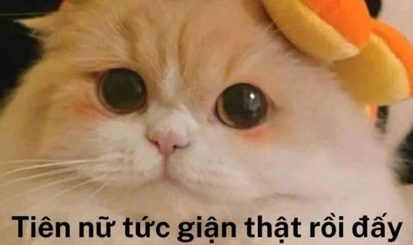 Ảnh meme cute dễ thương và đáng yêu nhất hệ mặt trời