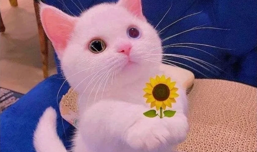 Ảnh meme dễ thương đáng yêu ngọt ngào