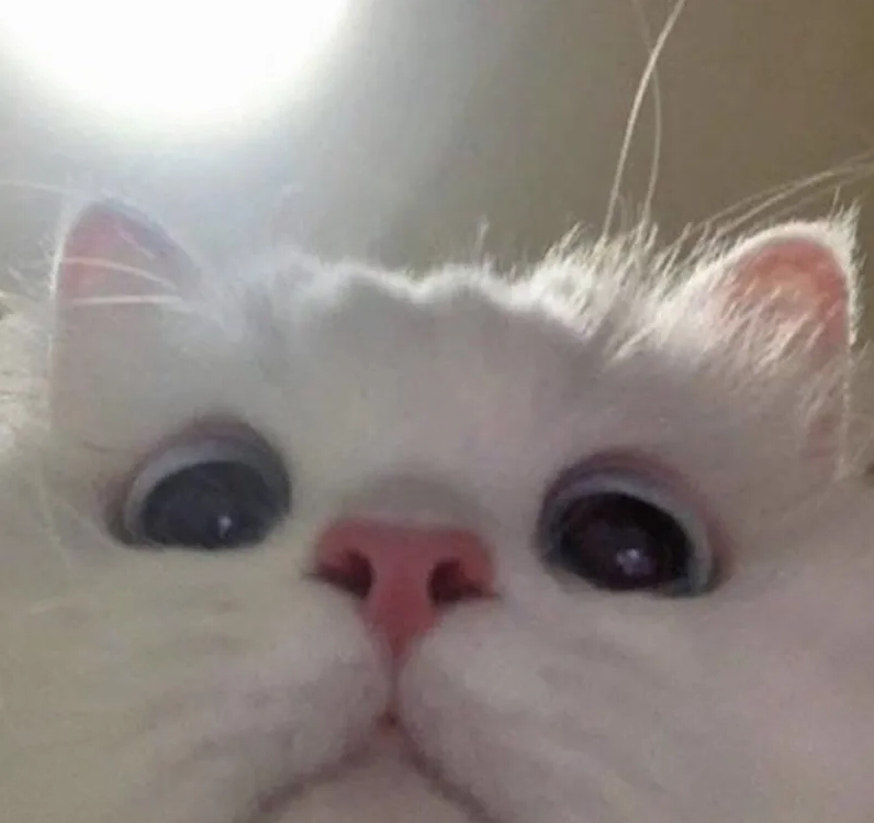 Tuyển tập meme dễ thương nhất năm 2026 khiến bạn tan chảy 4 Ảnh meme mèo hài hước làm tan chảy trái tim