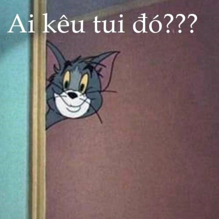 Ảnh meme mèo Tôm hóm hỉnh làm nũng