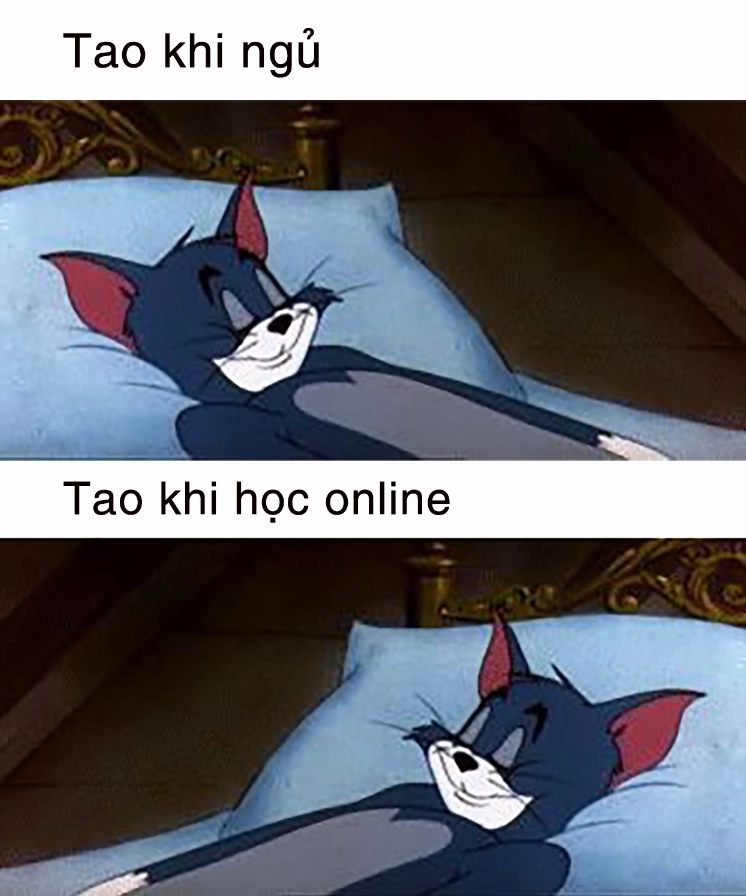 Ảnh meme mèo Tôm troll vô cùng lầy lội