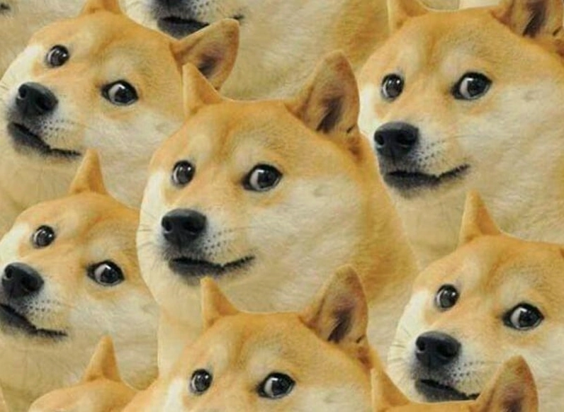 Bộ sưu tập ảnh meme hài hước lôi cuốn và đầy gợi cảm 11 Ảnh meme tấu hài về chú chó đang hoang mang tột độ