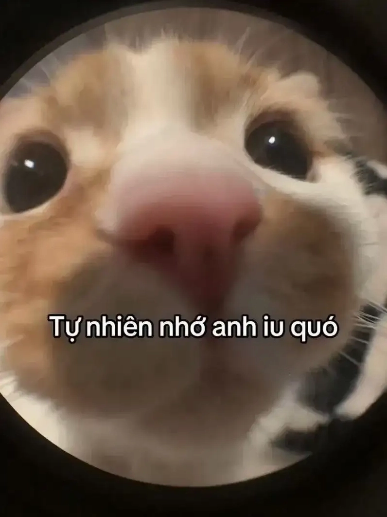 Ảnh meme tỏ tình crush siêu đáng yêu thả tim