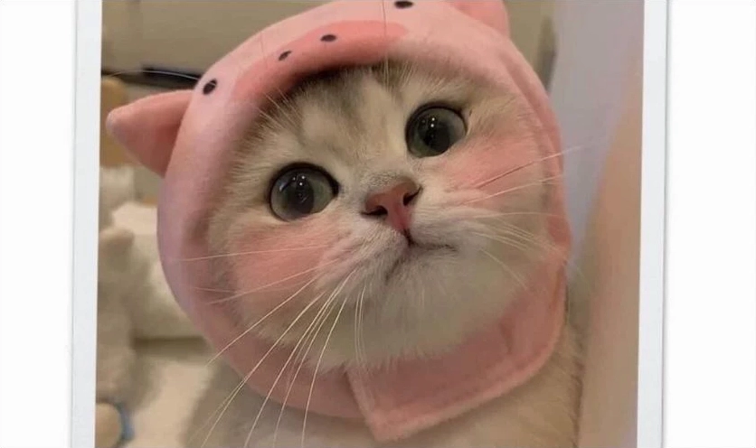 Ảnh nền meme dễ thương hình chú chó ngộ nghĩnh