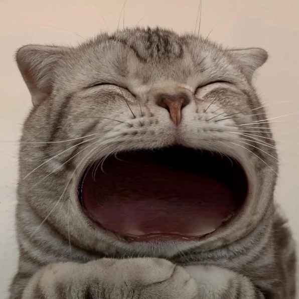Biểu cảm bá đạo từ meme mèo há miệng đang gây sốt toàn mạng
