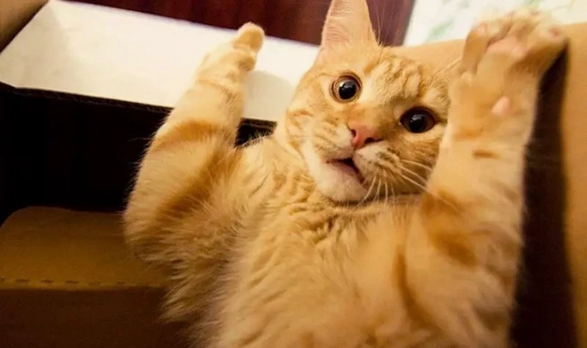 Tổng hợp bộ sưu tập hình nền meme cực lôi cuốn và độc lạ 22 Biểu cảm ngơ ngác vô tri nhưng lại cực kỳ gợi cảm
