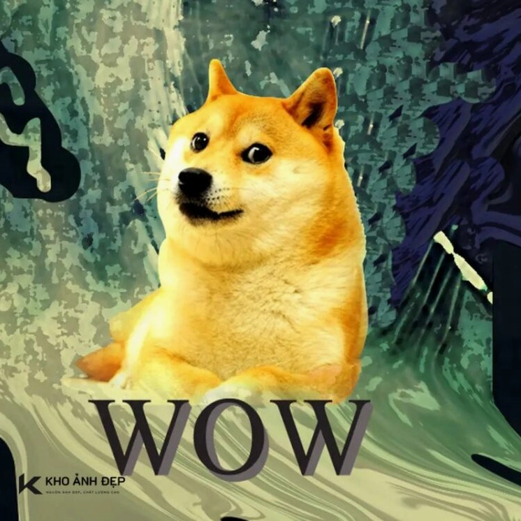 Bức ảnh chân dung wow meme chú chó với biểu cảm kinh ngạc tột độ đầy cuốn hút