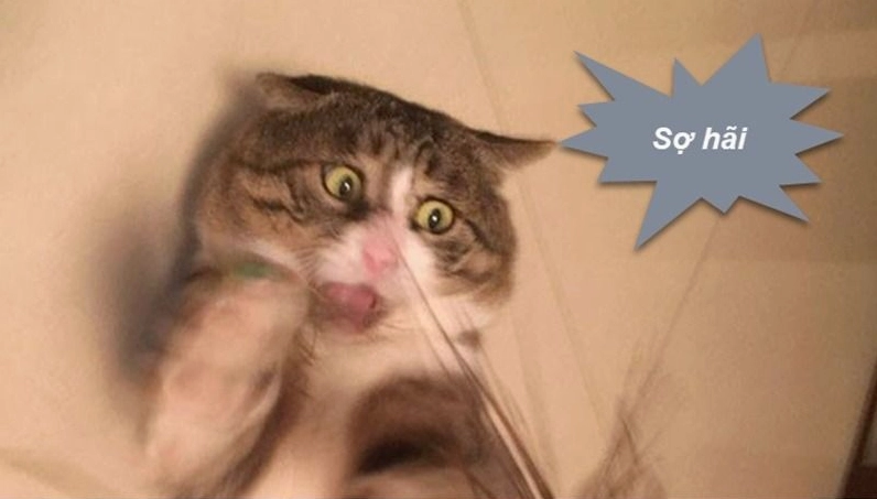 Bức ảnh lưu ý khi sử dụng meme sợ hãi trong giao tiếp