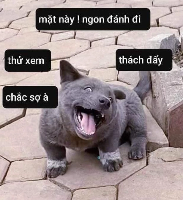 Bức ảnh meme đánh thể hiện sự hài hước và duyên dáng