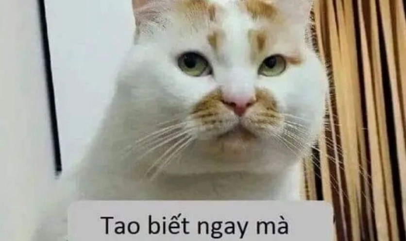 Bức ảnh Meme hài hước cập nhật mới nhất năm 2026