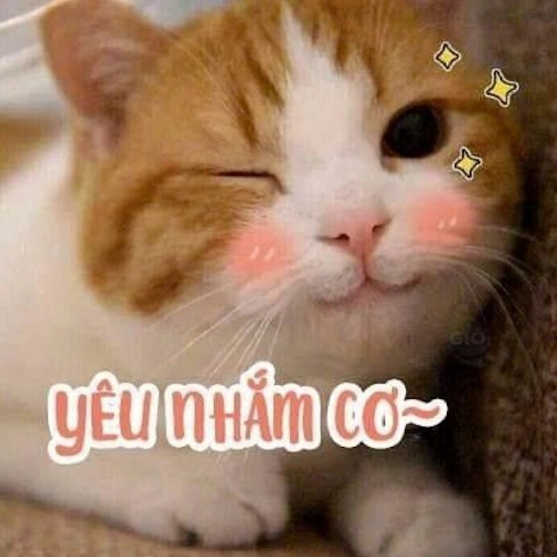 Bộ sưu tập meme tình yêu đáng yêu và hài hước nhất năm 2026 11 Bức ảnh meme tình yêu động vật siêu cấp đáng yêu
