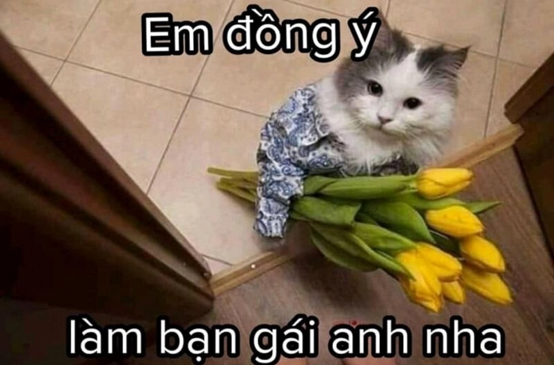 Bộ sưu tập meme tình yêu đáng yêu và hài hước nhất năm 2026 20 Bức ảnh meme tình yêu tâm trạng nhẹ nhàng và tinh tế