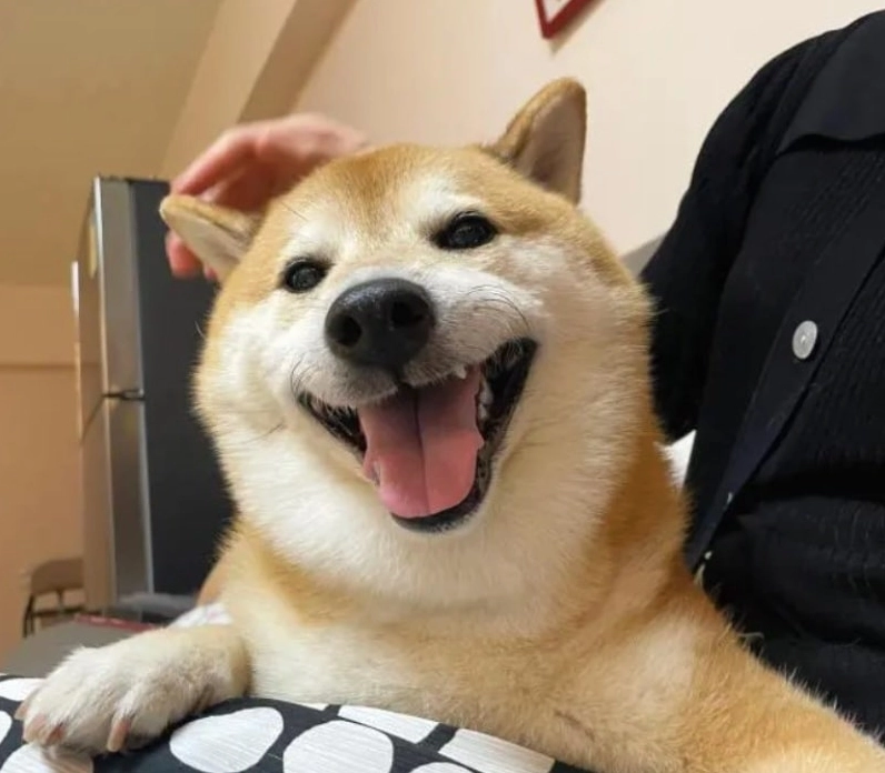 Bộ sưu tập ảnh meme hài hước lôi cuốn và đầy gợi cảm 10 Bức ảnh meme về chú chó hài hước với biểu cảm khó đỡ