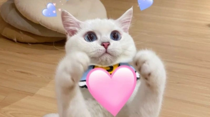 Bộ sưu tập ảnh meme hài hước lôi cuốn và đầy gợi cảm 15 Bức ảnh meme về chú mèo đáng yêu với ánh mắt gợi cảm
