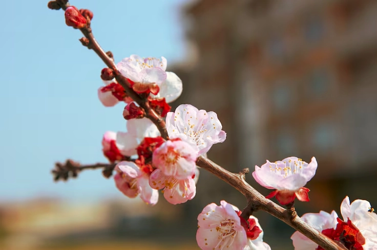 Cận cảnh những bông hoa anh đào mong manh đua nở trong gió xuân