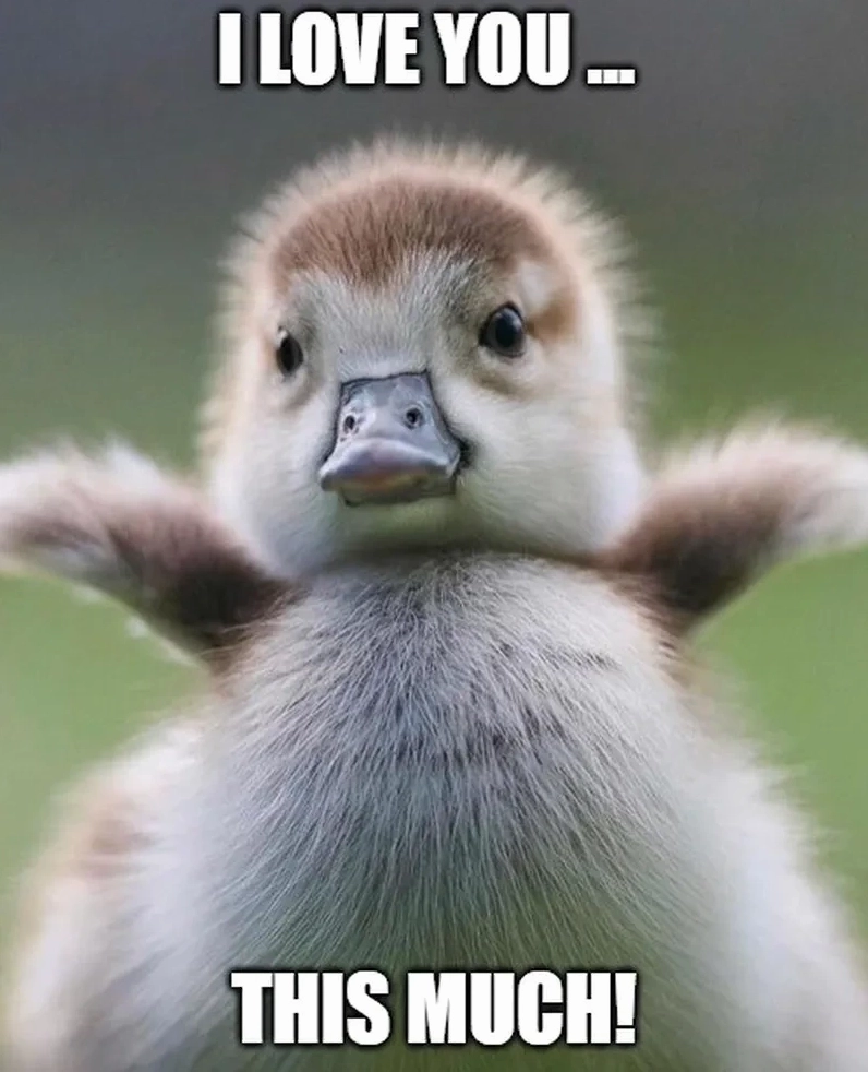 Bộ sưu tập meme i love you ngọt ngào và đáng yêu nhất 18 Chia sẻ tình yêu qua i love you bunny meme dễ thương cute