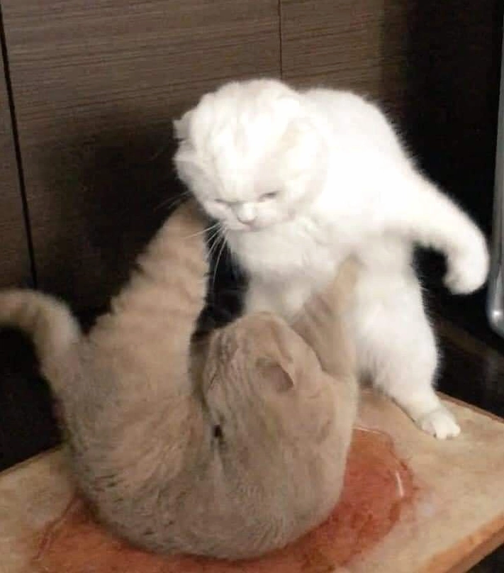 Chiếc meme đấm cực kỳ ấn tượng