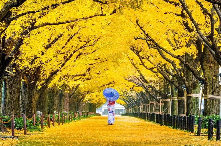 Cô gái xinh đẹp diện trang phục kimono tạo dáng duyên dáng dưới hàng cây vàng rực