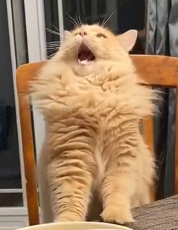 Combo hình ảnh meme há miệng cho mọi cảm xúc trong ngày