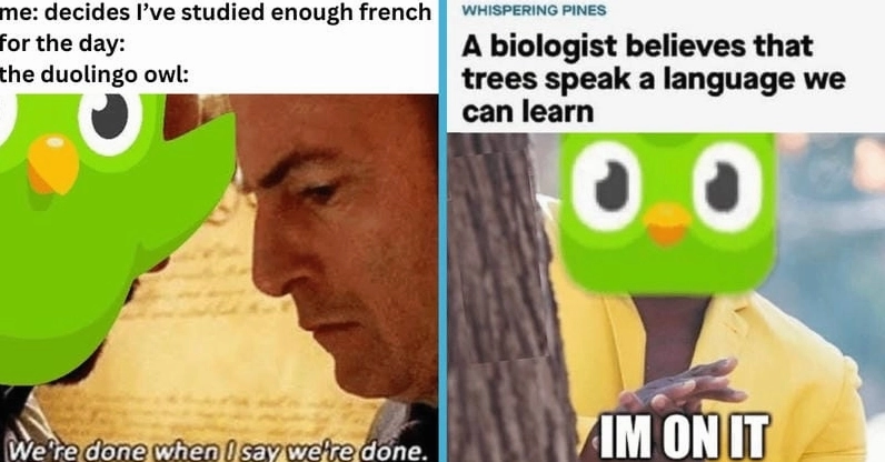 Bộ sưu tập ảnh duolingo meme bá đạo khiến bạn cười nghiêng ngả 10 Cùng du ngoạn meme duolingo biểu cảm phong phú và đa chiều