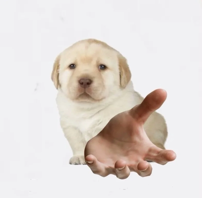 Bộ sưu tập quieres meme hài hước nhất khiến bạn không thể nhịn cười 11 Cười thả ga với hình ảnh lầy lội của chú chó và những con vật khác trong quieres meme