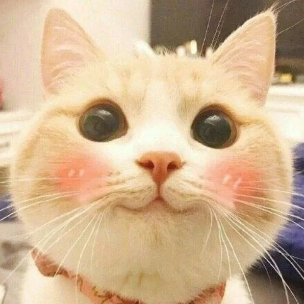 Tuyển tập meme dễ thương nhất năm 2026 khiến bạn tan chảy 17 Điểm nhấn ngọt ngào cho cuộc hội thoại