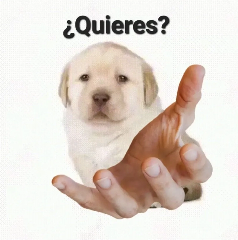 Bộ sưu tập quieres meme hài hước nhất khiến bạn không thể nhịn cười 5 Giải mã ý nghĩa vui nhộn và lầy lội của bức ảnh quieres meme