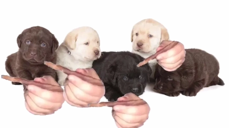 Bộ sưu tập quieres meme hài hước nhất khiến bạn không thể nhịn cười 6 Hình ảnh chú chó đang cầm một vật phẩm kỳ lạ trong phiên bản quieres meme vui nhộn