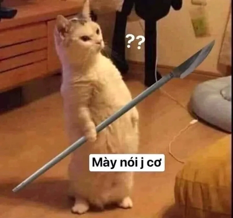Hình ảnh chú mèo meme vô tri đang làm mưa làm gió