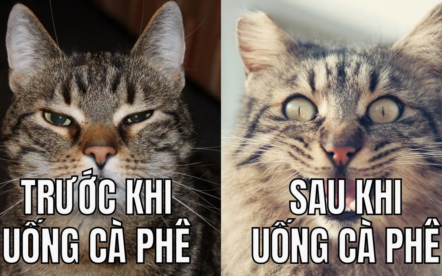 Hình ảnh meme chú khỉ con bám mẹ