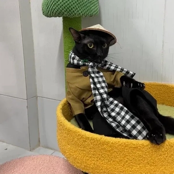 Hình ảnh meme cute của chú mèo vô tri siêu hài hước
