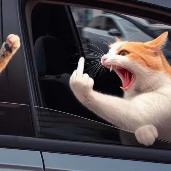 Hình ảnh meme mèo vô tri siêu dễ thương để làm avatar