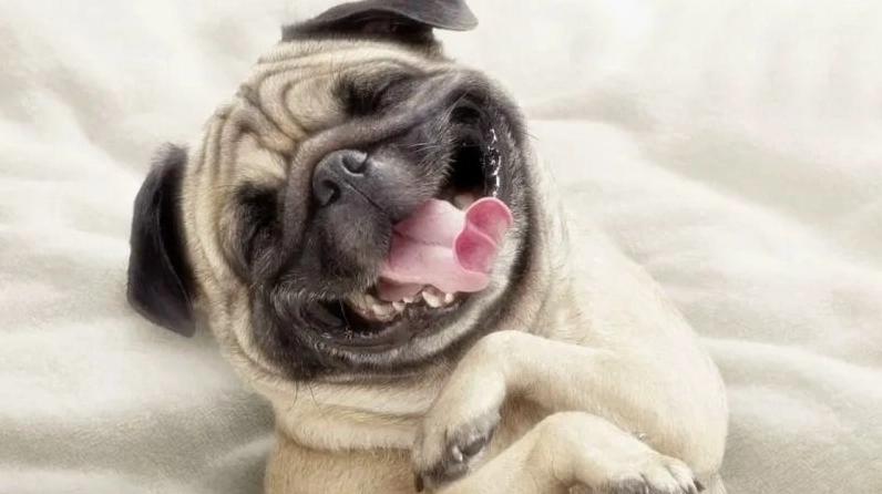 Bộ sưu tập ảnh meme hài hước lôi cuốn và đầy gợi cảm 13 Hình ảnh meme về chú chó đang cười khiến nhiều người thích thú