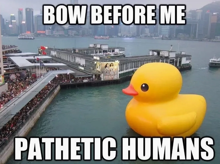 Bộ sưu tập ảnh pathetic meme khôi hài siêu độc lạ 14 Hình ảnh phineas and ferb pathetic meme tiếp tục gây sốt trên khắp cõi mạng xã hội
