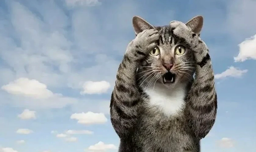 Hình biểu cảm vô tri hài hước xỉu