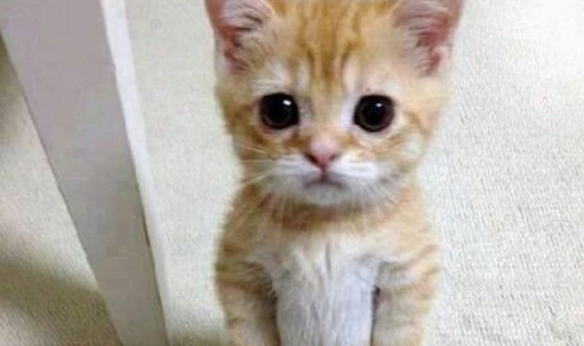 Hình biểu cảm vô tri ngơ ngác và hài hước nhất mạng xã hội