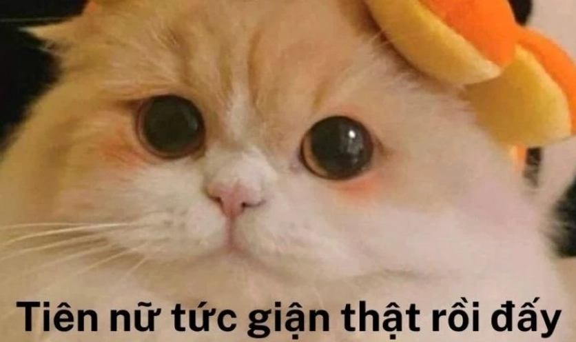 Hình meme cute dễ thương đáng yêu vô bờ bến