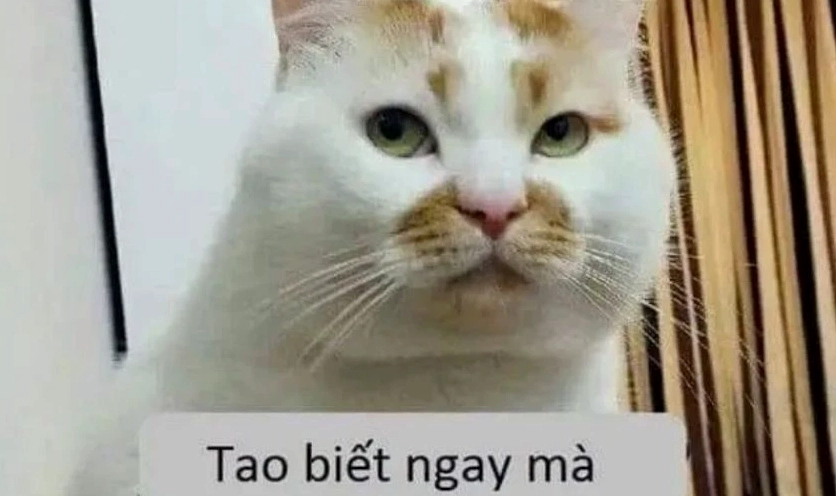 Hình meme hài hước vui nhộn cực chất