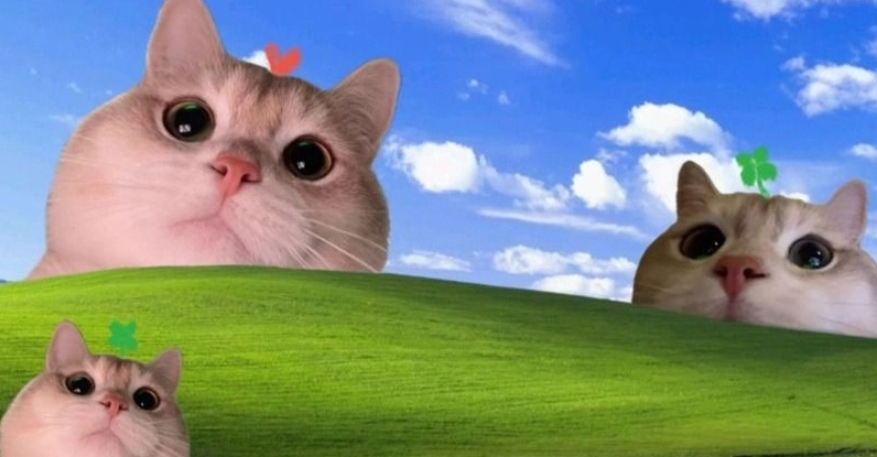 Tổng hợp bộ sưu tập hình nền meme cực lôi cuốn và độc lạ 17 Hình nền máy tính chủ đề vô tri nhưng rất cuốn
