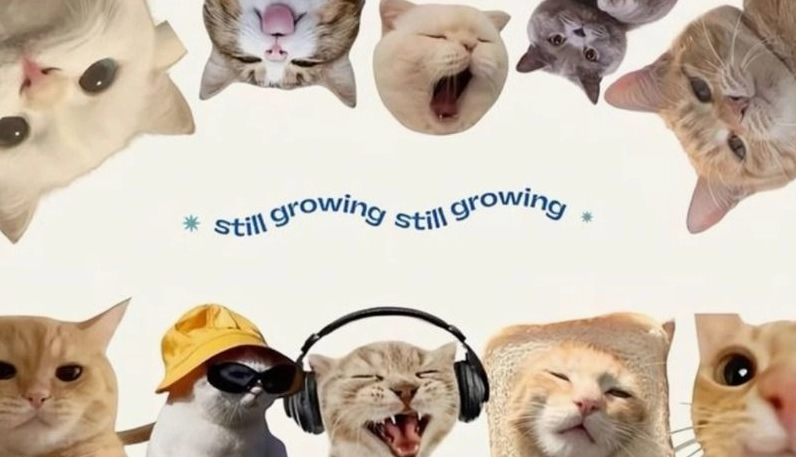 Trọn bộ hình nền máy tính meme siêu hài hước cực kỳ vô tri 6 Hình nền máy tính meme nghệ thuật 3D siêu nét