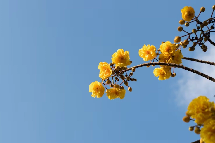 Hoa muồng hoàng yến nở rực rỡ dưới nền trời xanh thẳm làm nền cho khung cảnh mùa xuân
