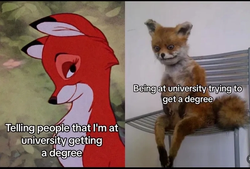 Học tập không còn nhàm chán khi có study memes đồng hành