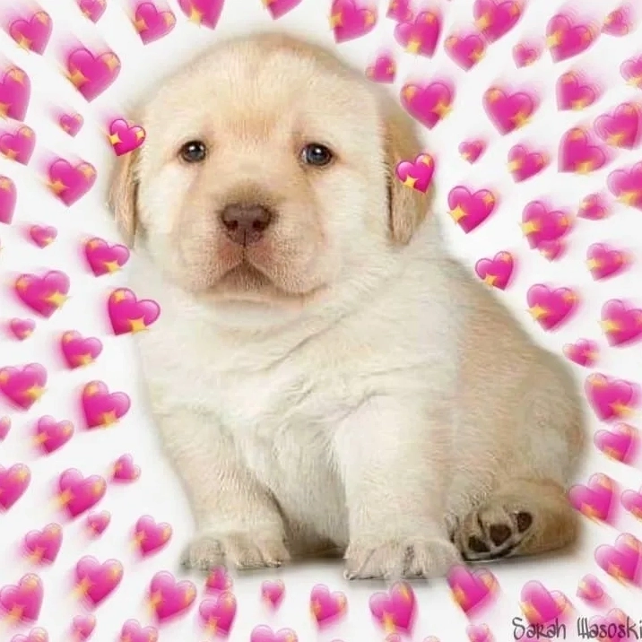 Bộ sưu tập quieres meme hài hước nhất khiến bạn không thể nhịn cười 3 Khám phá nguồn gốc hài hước của quieres meme từ những ngày đầu xuất hiện