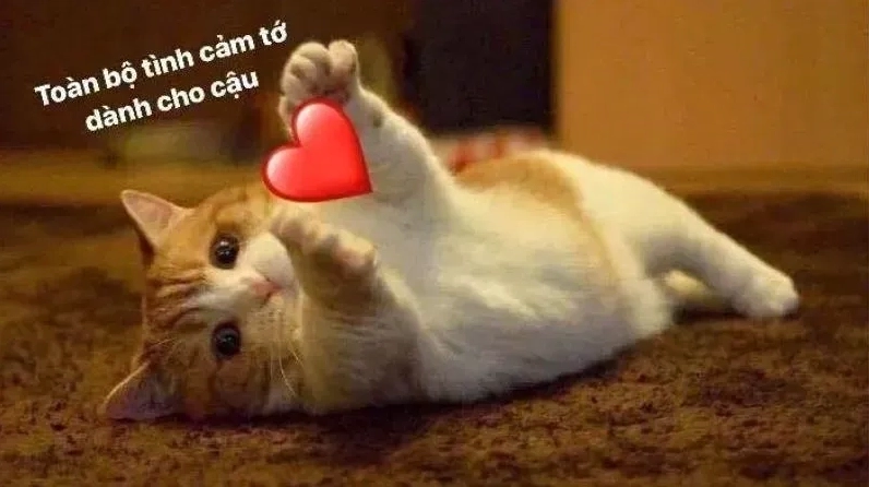 Khi meme mèo tỏ tình khiến trái tim tan chảy