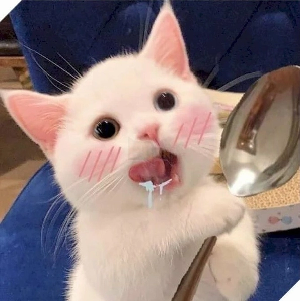 Khó đỡ cực mạnh với mèo há miệng meme biểu cảm ngơ ngác đáng yêu