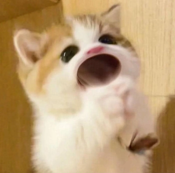 Khoe ảnh meme con mèo há miệng để tăng tương tác liền tay