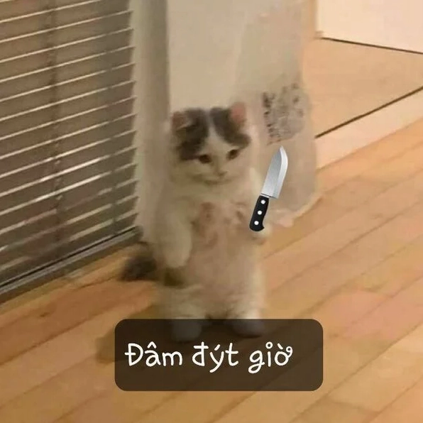 me me mèo cầm dao cá tính