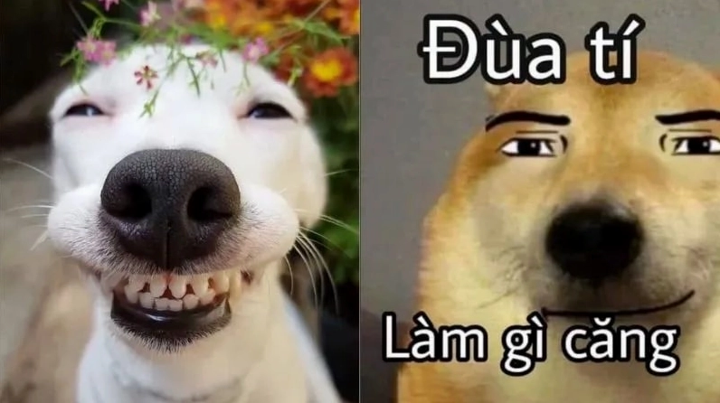 Bộ sưu tập ảnh meme hài hước lôi cuốn và đầy gợi cảm 14 Meme chú chó lầy lội ngày càng được lan truyền mạnh mẽ
