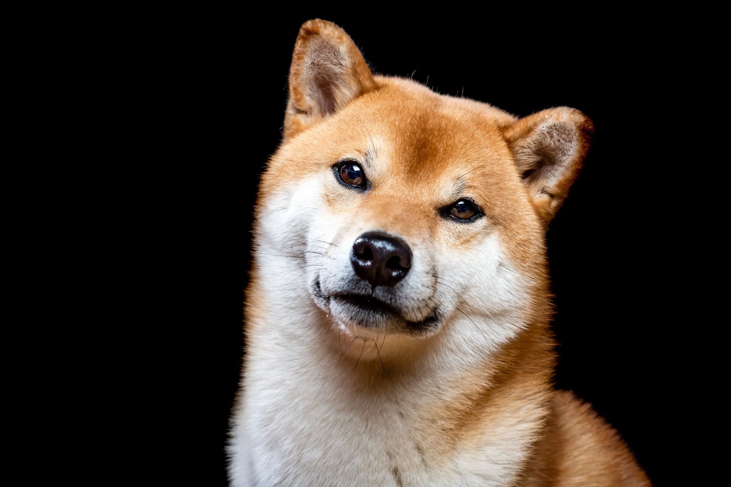 Meme chú chó Shiba Inu với biểu cảm ngạc nhiên đáng yêu trong công việc